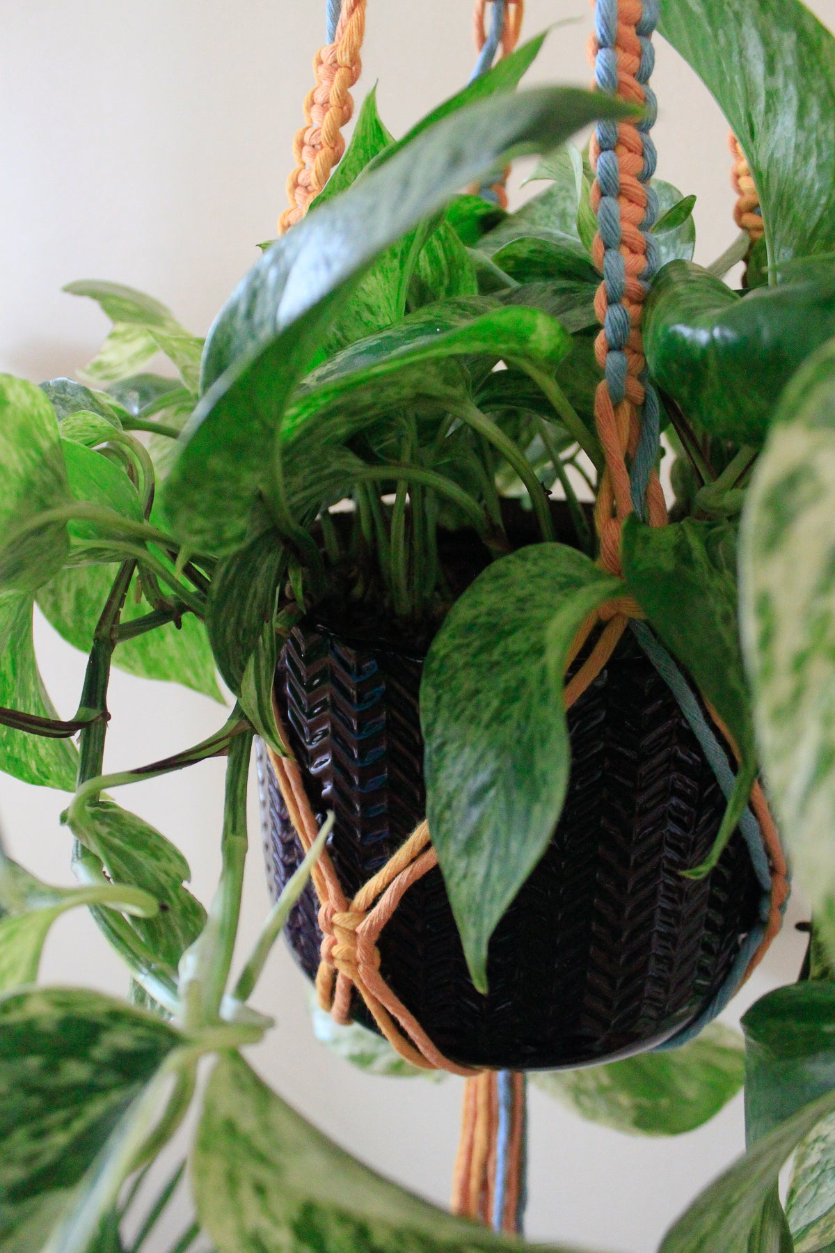 Orange Twist Plant Hanger