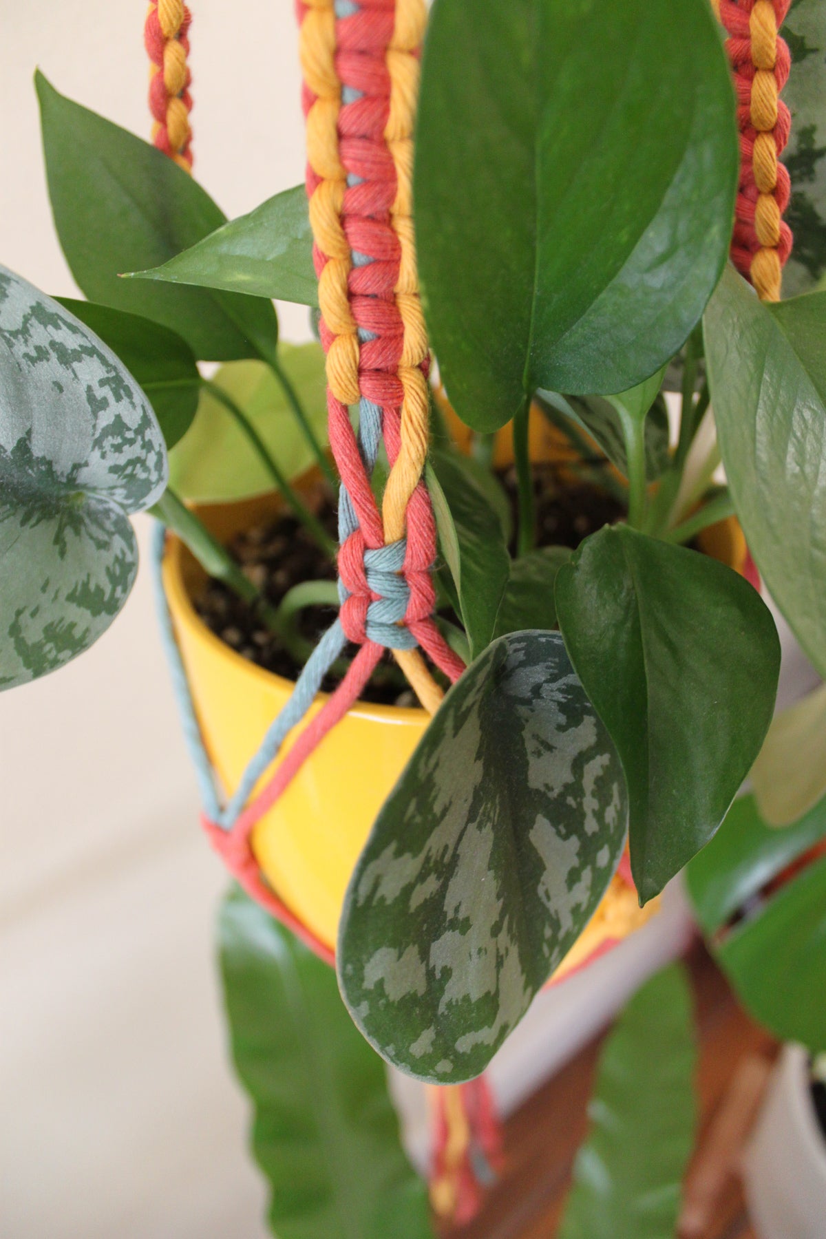 Squiggly Snakes Plant Hanger