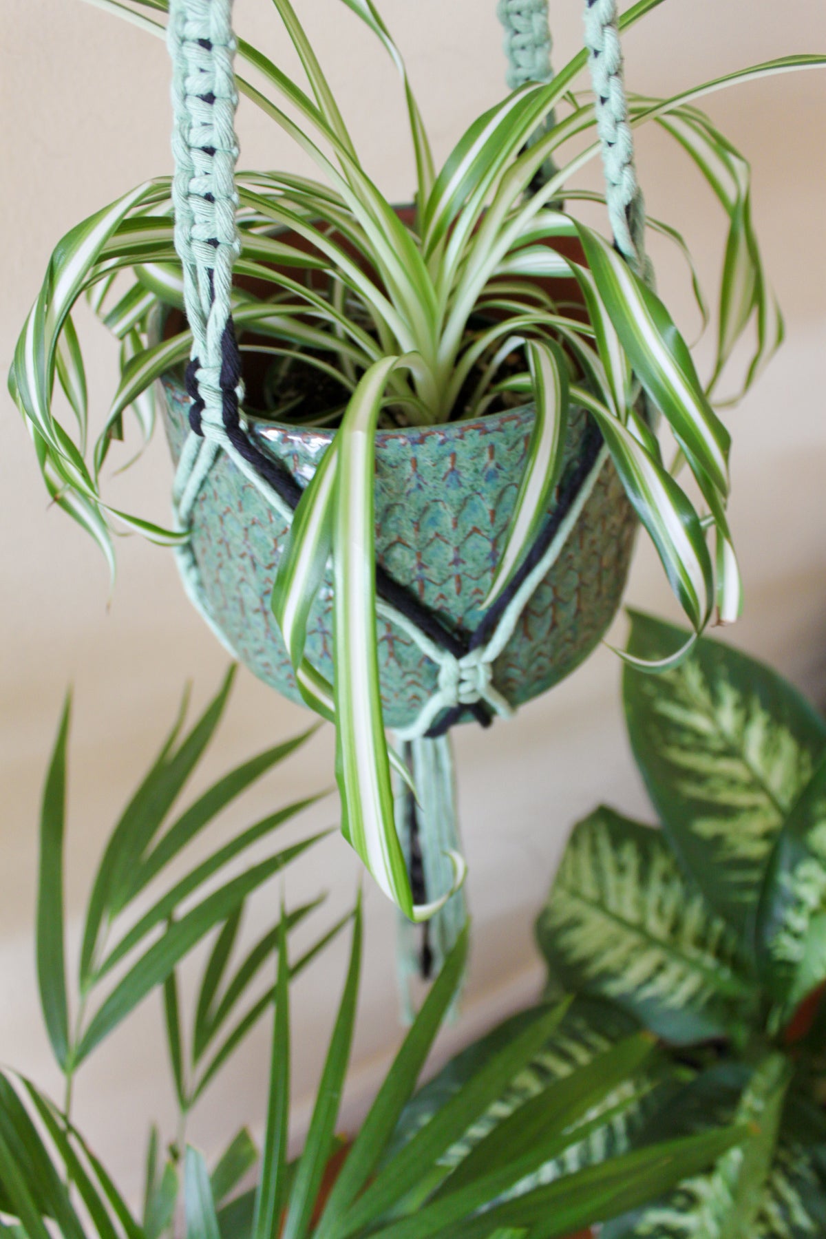 Cactus + Red Plant Hanger