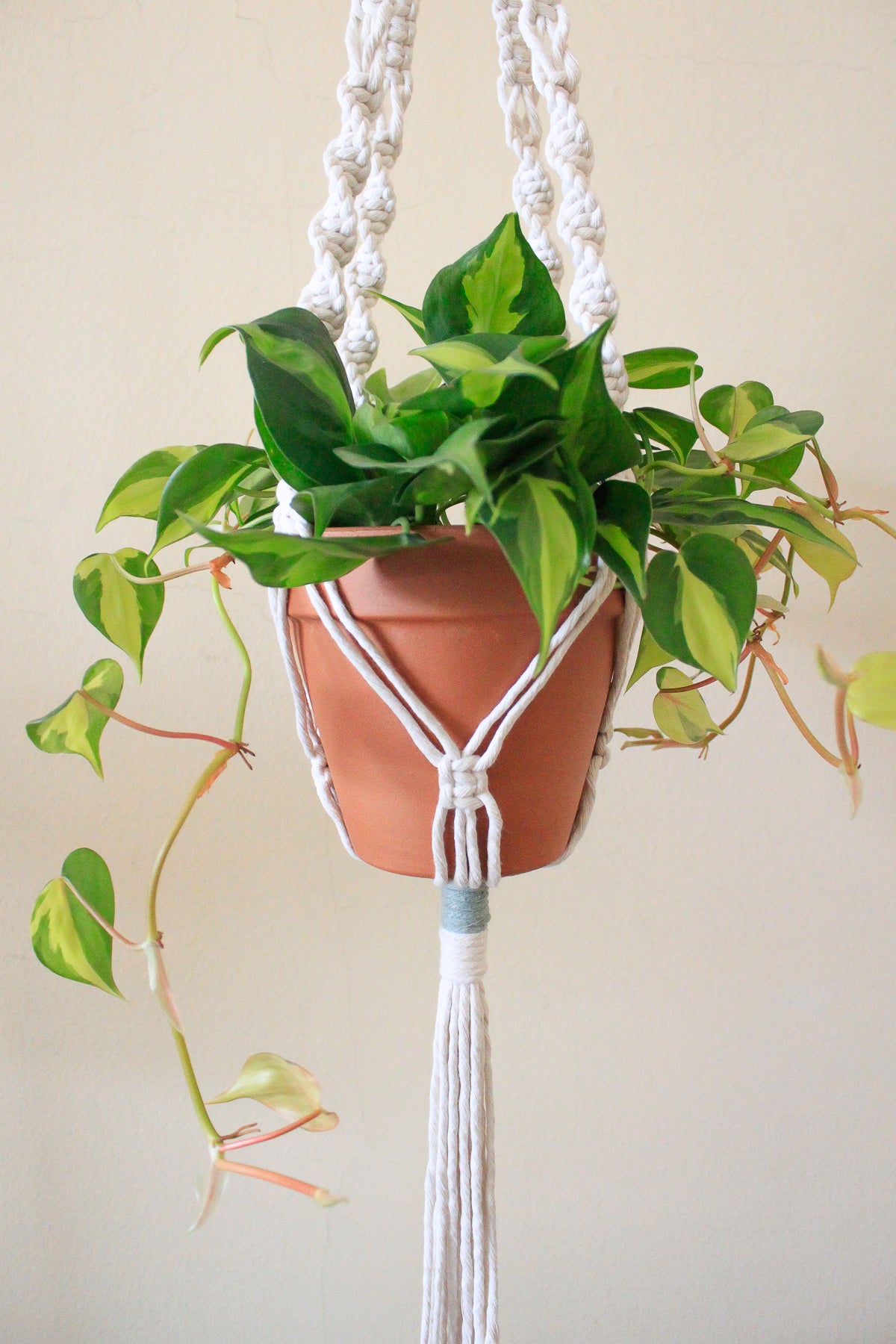 Sunflower + Natural Rope Knot Plant Hanger
